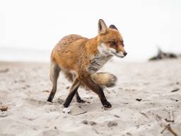 fox walking in sand